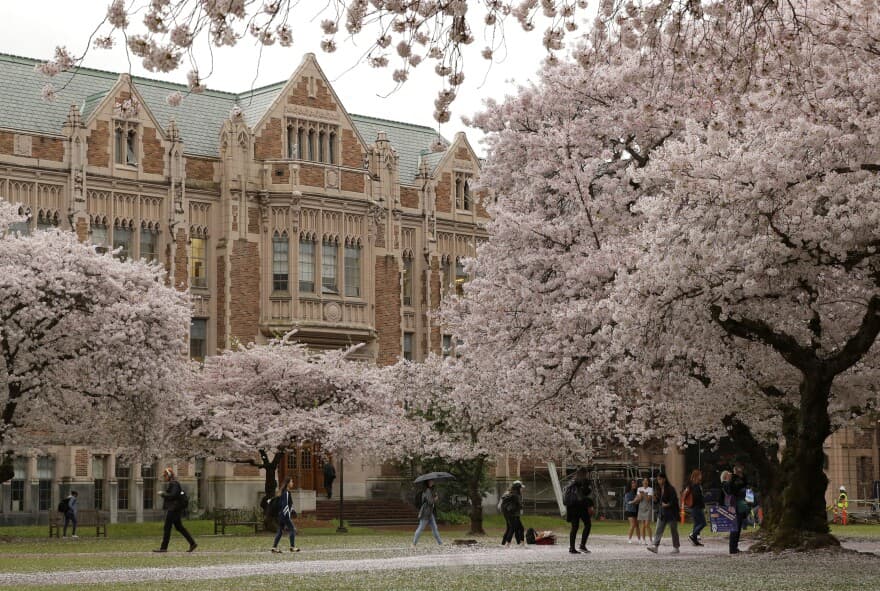University of Washington campus with cherry blossoms